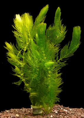 Produktbild von 2 Bund Gemeines Hornblatt (Ceratophyllum Demersum)