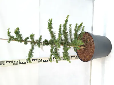 Produktbild von Cedrus libani 'Comte de Dijon' 80–110 cm Zwerg-Libanonzeder immergrün winterhart veredelt