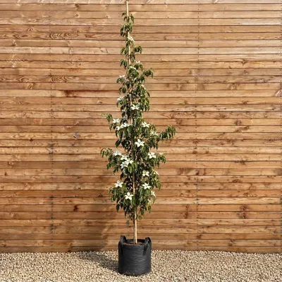 Produktbild von Chinesischer Blumen-Hartriegel Stammbusch Weisse Fontaine 200-250 cm, Stammumfang 8-10 cm - Cornus kousa Stammbusch