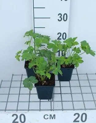 Immagine prodotto di 6 x Astrantia major 'Buckland' - Ombrello a stella - Vaso 9 x 9 cm