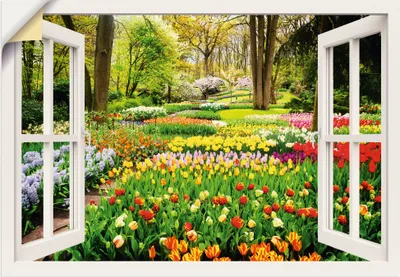 Produktbild von ARTland Wandbild, selbstklebend Fensterblick Tulpen Garten Frühling Größe: 70x50 cm