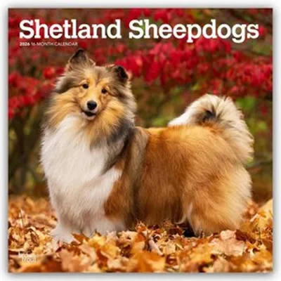 Obrázok produktu pre Shetlandské ovčiaky - Shetlandský ovčiak - Sheltie 2026 - 16-mesačný kalendár