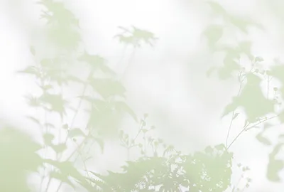 Produktbild von Tadessi Fototapete | Blumen | 4.00 m  x 2.70 m | Grün | Weiß | Wandbild | Digitaldruck