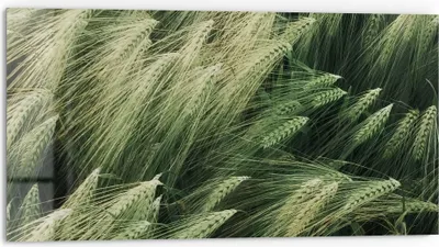 Produktbild von DEQORI Küchenrückwand Glas 80x40 cm 'Getreidefeldidylle' Spritzschutz Bad Rückwand Küche
