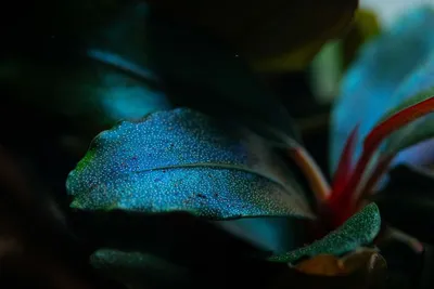 Produktbild von Aquariumpflanze Bucephalandra sordidula 'Blue red' Tropica Nr.139D Wasserpflanze