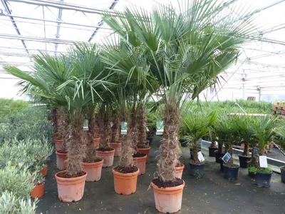 Produktbild von 45L Trachycarpus Fortunei Palme , winterhart 200 - 250 cm
