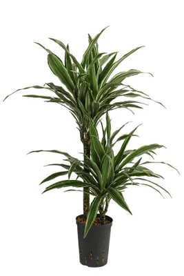 Produktbild von Dehner Drachenbaum, Dracaena deremensis, in Hydrokultur, 85 cm, Ø Topf 15 cm, Zimmerpflanze