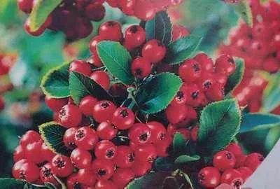 Produktbild von Pyracantha cocc. 'Red Column' - Feuerdorn 'Red Column' 50-60 cm | Topf