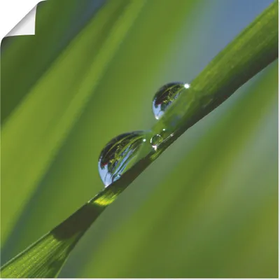 Produktbild von ARTland Poster Wassertropfen auf Grashalm Größe: 50x50 cm