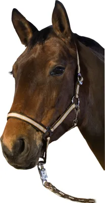 Produktbild von Halfter, Farbe:beige/orange/braun, Groesse:Pony