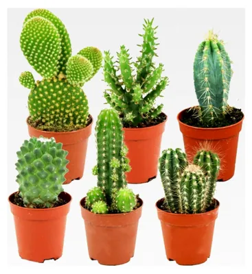 Produktbild von Mini-Kaktus-Set - 6 Stück im 5,5 cm Pflanztopf - Sammlung kleiner Zimmerpflanzen - Höhe: 5-10 cm