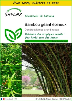 Image de SAFLAX Ensemble de culture - Bambou géant épineux - 50 graines - Dendrocalamus