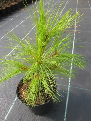 Produktbild von Weymouth-Kiefer Louie - Pinus strobus Louie - 25 - 30cm