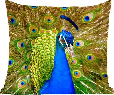 Produktbild von MuchoWow® Zierkissen Sofakissen Wohnzimmer Dekokissen 40x40 cm Pfau - Federn - Schnabel - Foto Kissen - Schlafzimmer Dekoration