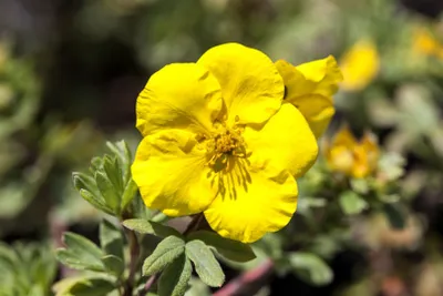 Produktbild von Potentilla 'Goldteppich', Fingerstrauch, gelb, ca. 9x9 cm Topf