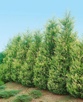 Produktbild von Cupressocyparis leylandii, Leyland-Zypresse, 40–60 cm