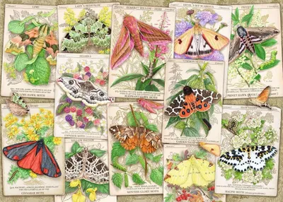 Produktbild von RAVENSBURGER Puzzle Sbírka úžasných můr 1000 dílků