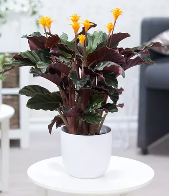 Produktbild von BALDUR Garten 1x Calathea Crocata, Pflanze im 14 cm-Topf, Zimmerpflanze, auffällige, 2-farbige Blätter, exotische Knospen, dekorativ, ideal für Innenräume & helle Standorte