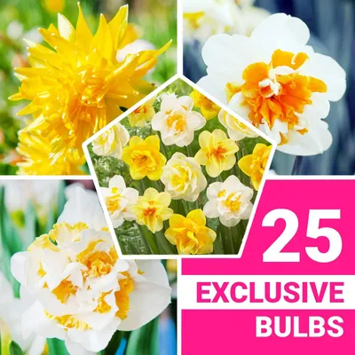 Produktbild von Narzissen Zwiebeln Winterhart Mehrjährig - Gefüllte Duftende Kollektion - 25 Blumenzwiebeln - Mix 6–7 Sorten - Pflanzen aus Holland - für Garten und Topf (keine Samen, nicht künstlich)