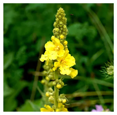 Produktbild von Großblütige Königskerze – Verbascum densiflorum – Zweijährige Wildstaude mit Heilkraft – 2000 Samen