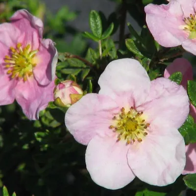 Immagine prodotto di 2 x  Fingerstrauch'Princess' - Potentilla fruticosa Princess 'Pink Queen'  | 25-30 cm in Container