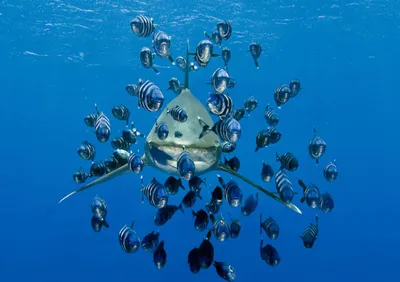 Produktbild von 3 D Ansichtskarte Hai mit Fischen, Postkarte Wackelkarte Hologrammkarte Tier Haie Fische