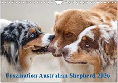 Produktbild von Australian Shepherd 2026 (Wandkalender 2026 DIN A4 quer), CALVENDO Monatskalender