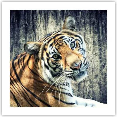 Produktbild von Poster - Poster ohne Rahmen - Indien stein tiger wild - 50x50 cm - Wand Bild - Wanddeko - Wandbilder - Kunstposter - Wandposter - Bilder - Kunstdruck - Wanddekoration - Wandbild - P2XAC50x50-2464