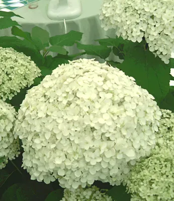 Produktbild von BALDUR Garten 1x Schneeball-Hortensie Annabelle; Pflanze im 9x9 cm-Topf, Gartenhortensie winterhart Hydrangea arborescens, pflegeleicht, blühend, großblumige Freiland-Hortensie