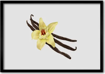 Produktbild von Bild 70x50 MDF-Rahmen Wandkunst Natur Blume Pflanze