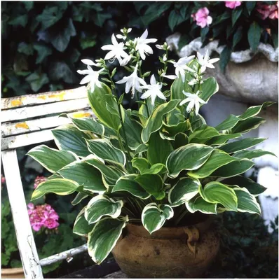 Produktbild von Stauden Gänge 10 x Hosta plantaginea 'So Sweet' im 1 Liter Topf - Duft Funkie, Herzblatt-Lilie - Verführerisch duftend, bezaubernd schön