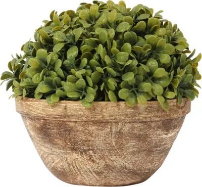 Zdjęcie produktu dla Bukszpanowa kula III w donicy 20 cm