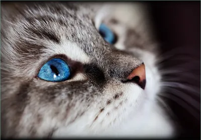 Produktbild von Wallario Fototapete Vliestapete, seidenmatte Oberfläche, einfache Verarbeitung, Größe 300 x 210 cm, Motiv Katze mit strahlend blauen Augen