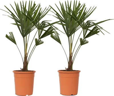 Produktbild von Chinesische Hanfpalme - 2 Stk - Trachycarpus Fortunei - Höhe 65-75cm - ⌀21cm