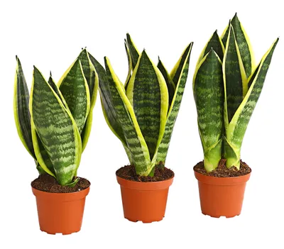 Produktbild von Dehner Pflanzenset Bogenhanf 3er Set, Sansevieria trifasciata, je 20-25 cm inkl. Pflanztopf, Ø Topf je 9 cm, Zimmerpflanzen