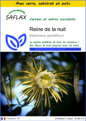 Image de SAFLAX Ensemble de culture - Reine de la nuit - 40 graines - Selenicerus