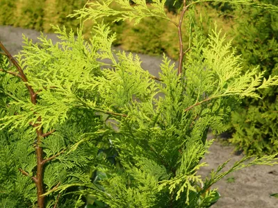 Produktbild von Chamaecyparis lawsoniana Ivonne - Gelbe Scheinzypresse Ivonne - 80-100cm