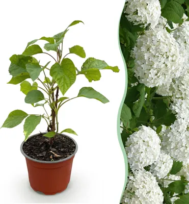 Image de Hydrangea arborescens Annabelle - Hortensia - Rustique - Blanc - 20-30cm - Ø12cm - Plante de jardin