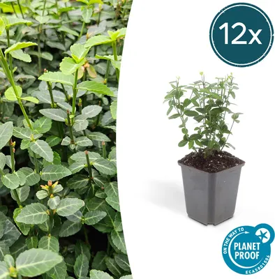Produktbild von Trendyplants - Euonymus fortunei 'Radicans' - 12 Stück - Spindelstrauch - Winterhart - Höhe 10–30 cm - Topfgröße Ø9cm