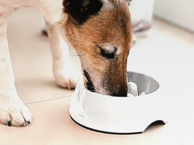 Produktbild von Antischlingnapf: 2er Pack Großer Anti-Schling-Napf für Hunde und Katzen 1200 ml Volumen (Hundefressnapf, Katzenfutter Anti-Schling-Napf, Schüssel)