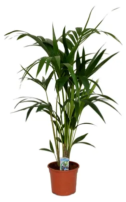Produktbild von Kentia Palme (Howea forsteriana) 100-120 cm - Robuste Zimmerpflanze für Innenräume
