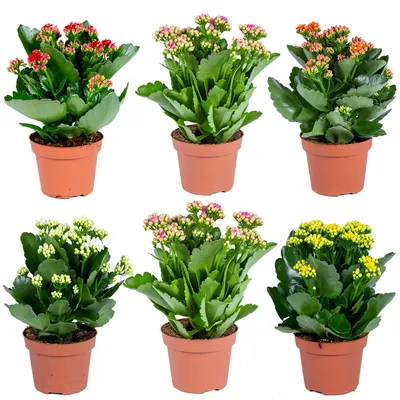 Zdjęcie produktu dla Kalanchoe | Mieszane po 6 sztuk - Roślina doniczkowa i ogrodowa w doniczce ⌀12 cm - ↕25-30 cm