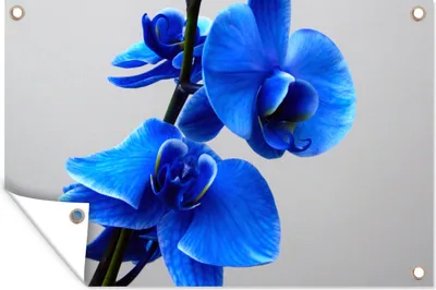 Produktbild von MuchoWow® 90x60 cm Outdoor-Poster Gartendeko Sichtschutz Garten Poster für den Garten  Blaue Orchidee