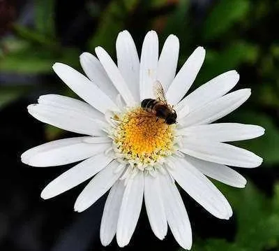Immagine prodotto di 6 x Leucanthemum (s) 'Christ. Hagemann' - Marguerite - vaso 9 x 9 cm