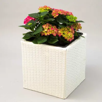 Produktbild von Elegant Einrichten | Pflanzkübel | Polyrattan | quadratisch | 30x30x30cm | weiß