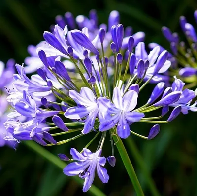 Image de 6 x Agapanthus hybr.  - Agapanthus hybrida 'Charlotte'®  | Pot 9 cm x 9 cm
