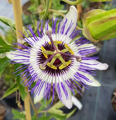 Image de Passiflora x colvillii / Fleur de la Passion