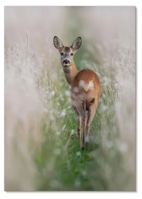 Produktbild von POSTER - 29x42 cm (A3) - ArTi - Rehe vor dem Hintergrund von Naturharmonie und Naturfrieden - Wandbild für Wohnzimmer Schlafzimmer & Flur, Modernes Poster Wanddeko, Ungerahmt