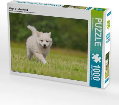 Produktbild von CALVENDO Puzzle Welpe 5 - Islandhund | 1000 Teile Lege-Größe 64x48cm Foto-Puzzle für glückliche Stunden