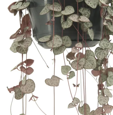 Image de Meergroothandel Fleur de chandelier (Ceropegia Woodii) - 50 cm, Ø 16 cm